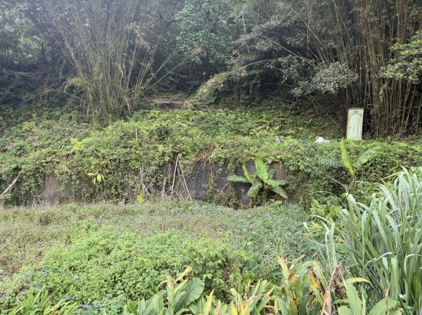 [樟之細路_第一大段RSA08] 2026_0328 小粗坑古道3025761