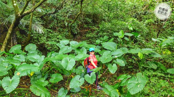 【新北瑞芳雙溪】百二崁古道、貂山古道411676