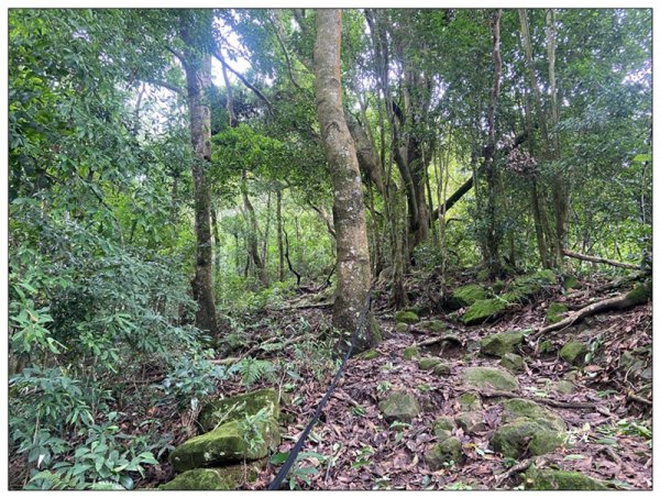 大克山 南稜線A上B下 (卓蘭最高峰)2825458