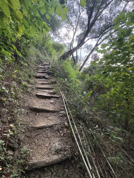 20251109棚集山步道2935247