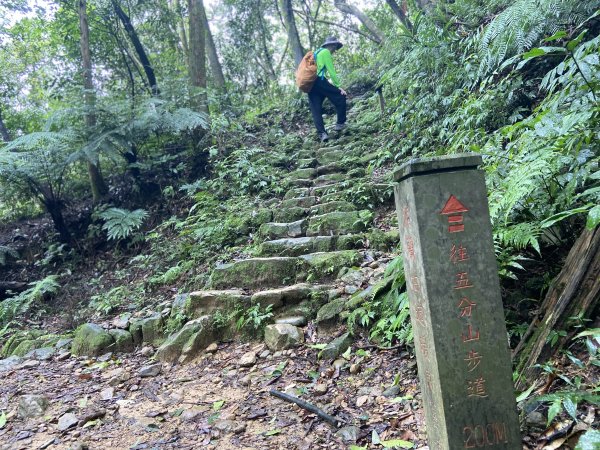 暖東峽谷到十分老街|Nuandong Valley |淡蘭古道|中路第一段|峯花雪月2578852