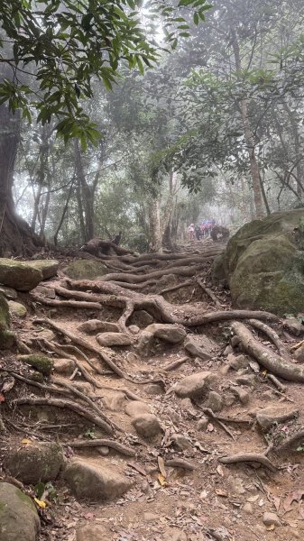 20260101小百岳馬那邦山賞楓團2973939