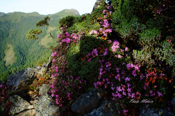 高山小花留影634620