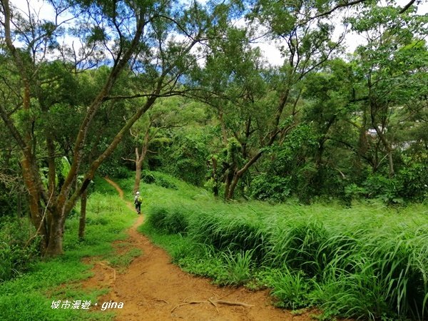 【苗栗。造橋】林相豐富的質樸古道。 口山古道