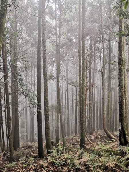 油羅山1524283