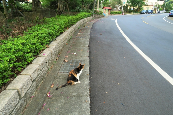 2016.4.5坪頂古圳－中社路健走46722