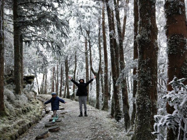 太平山第一場雪【台灣山毛櫸國家步道】1223151