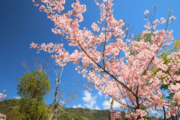 拉拉山的櫻花286569