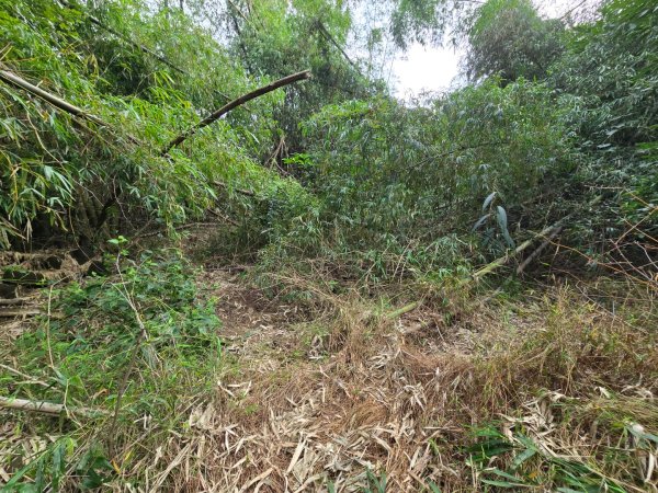 美濃雙溪樹木園（九芎林山）2652565