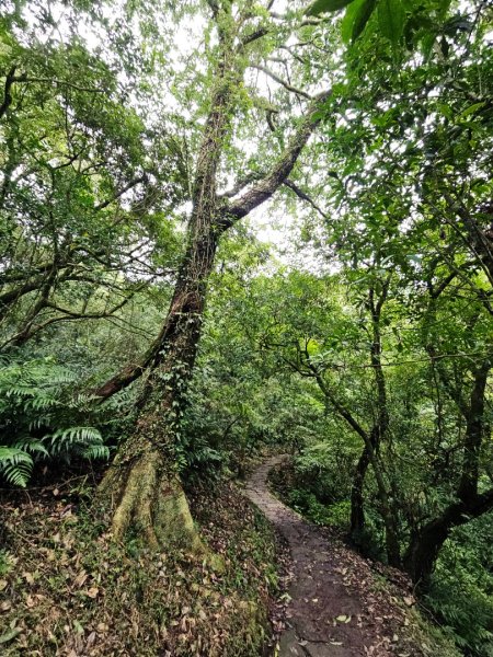 2025臺北大縱走第三段：小油坑至風櫃口2973470