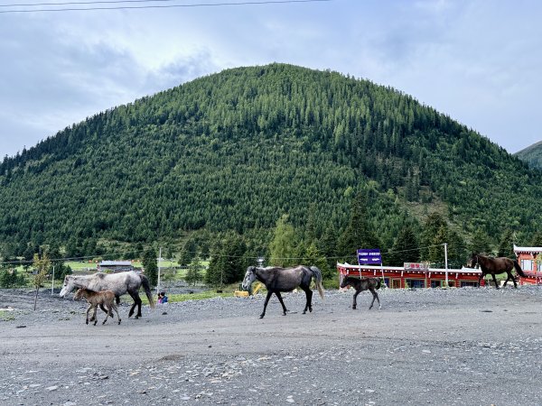 川西秘境黨嶺三湖徒步縱走（冰雪阻途的壯麗與遺憾） 2026.6.1-23073405