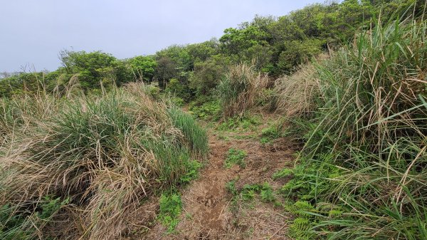 2021-0330 擎天崗(竹篙山)狗殷勤步道到故宮1327930