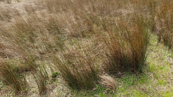 20260125 陽明山前後山健行(無極天元宮~山仔頂步道.向天池.向天山.面天山.二子坪)2997987