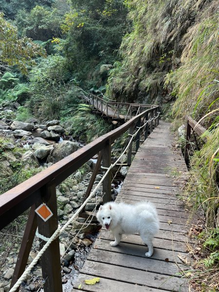 跟銀狐犬一起去蝴蝶谷瀑布找遺失登山杖 2025.12.52956214