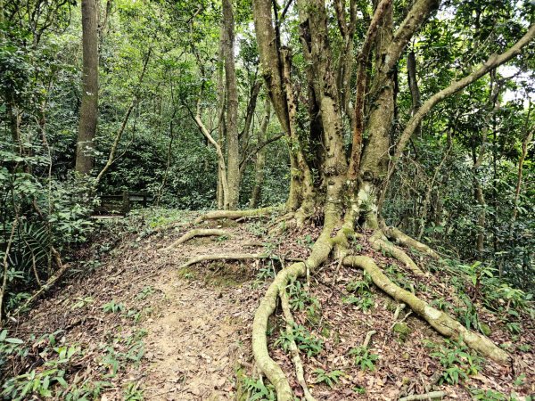 四寮溪生態步道-2025森遊竹縣皮皮獅探險隊2889104