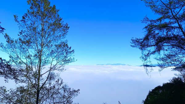 溪頭~金柑樹山/嶺頭山/忘憂森林O形走（沿路竟是耶穌光）1884167