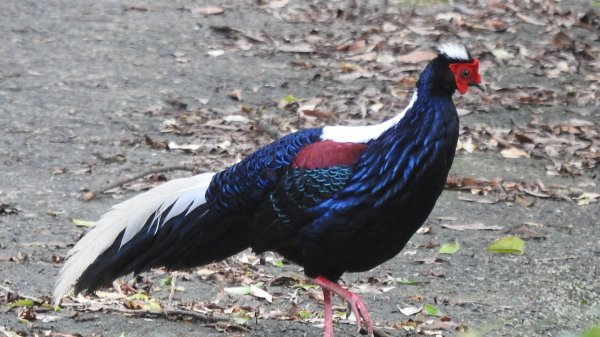 雲山水花鳥蝶-天龍國阿伯的日常6/22801937