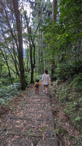 三峽熊空茶園2551164