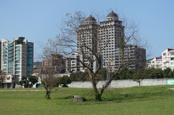 美堤公園花海．中427公園賞櫻1258001