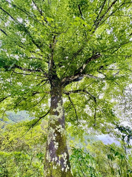 大舌湖山-漁光國小-茶園-虎寮潭吊橋2773000