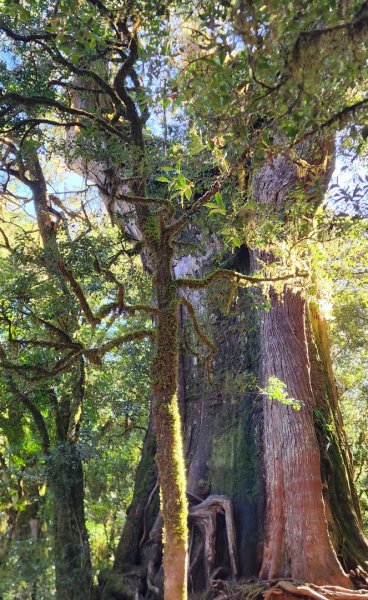 【中級山縱走】羅馬縱走，走進神木的夢幻童話森林世界2943219