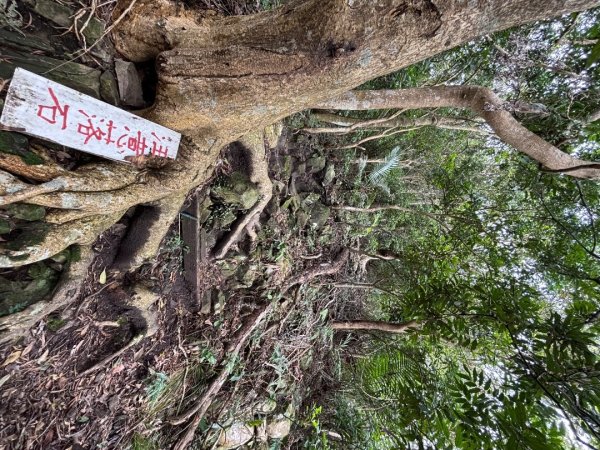 觀音山小木馬探路2703455