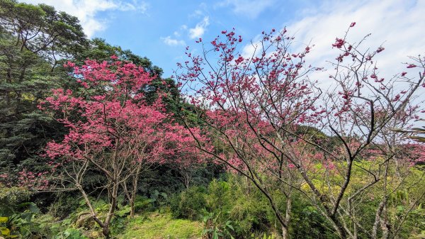 天元宮,楓樹湖,北新庄,淡水老街2430294