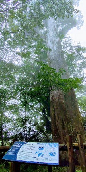 【新竹】觀霧迷幻森林：檜山巨木群步道1111884