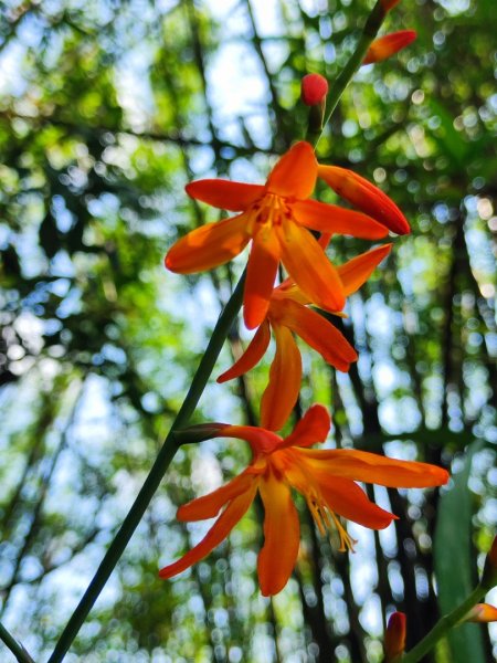 淡蘭北2+1逆走二刷2772758