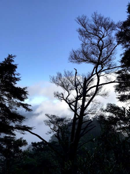 內鳥嘴山北得拉曼神木山毛櫸變色202011081967470