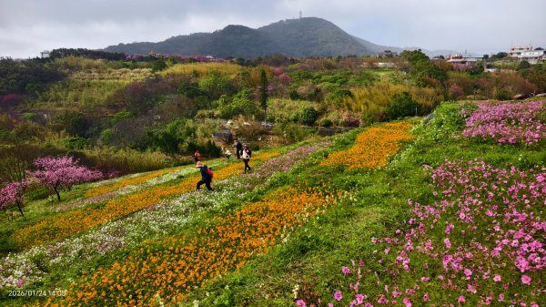 #平菁街 #鵝尾山梯田 #廣佑聖王廟 #寒櫻巷 #夕陽 1/24&252987021