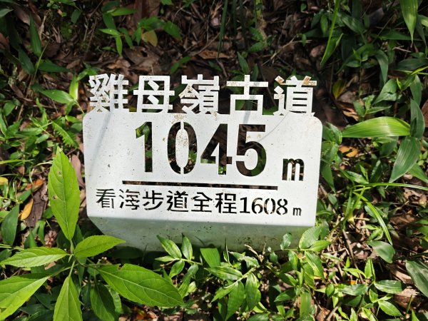 [淡蘭古道] 2026_0502 北路第二段_雞母嶺古道3047945