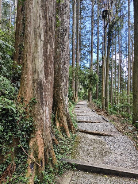[百山百鳥尋旅-05/15] 2025_0830 溪頭賞鳥步道_觀景步道2875607