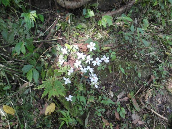 台灣小百岳第24座-桃園龍潭石門山三角點120877