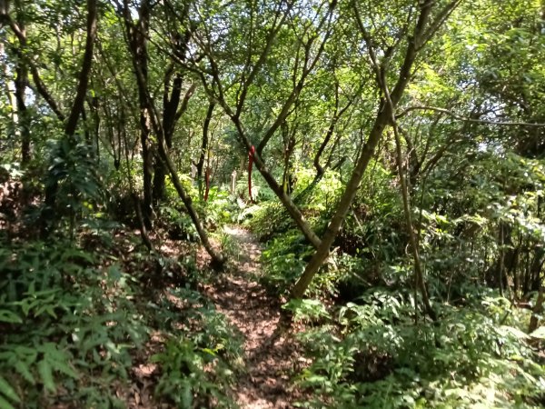 汐止區火燒坪山+車坪寮崙+五指山前峰O型2857915