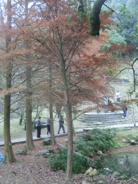 溪洲公園．石門大壩．賞楓步道237239