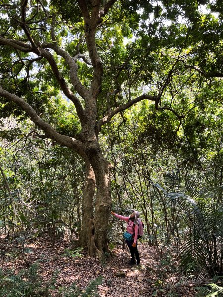 暗影山 西北稜上 南稜下 接仙女瀑布1317875