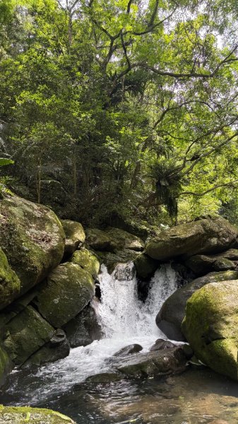 戲水（鴛鴦2786702