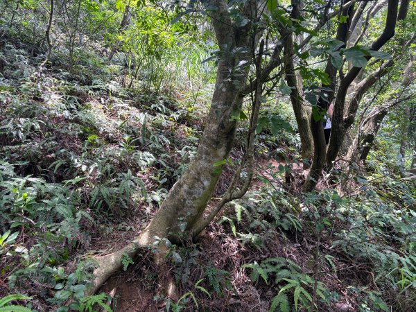 三段崎古道2835531