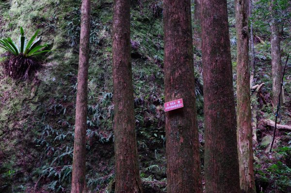 新竹關西鎮 水田林道之貴妃&那結山連走1539717