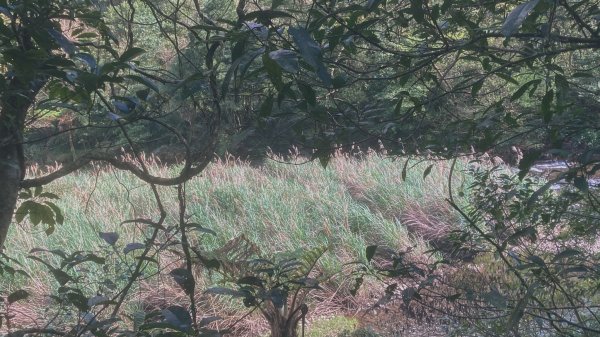 灣潭古道 & 北勢溪古道連走(淡蘭古道中路)2030149