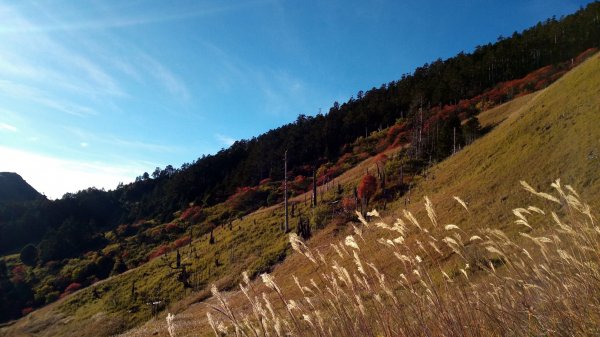 雪山巒大花楸2018-10-29446431