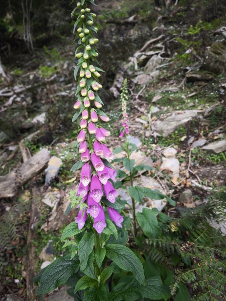 大水窟、達芬尖山2780086