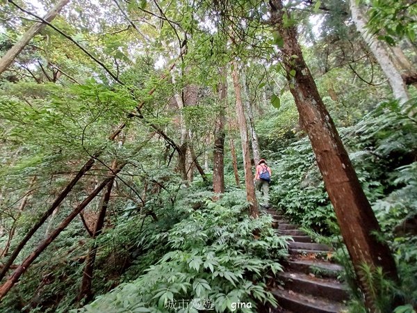 【苗栗獅潭】登頂前的陡坡攀爬很有感。 仙山登山步道2658452