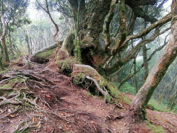 苗栗南庄～陡上陡下無冷場台灣富士山加里山1086945