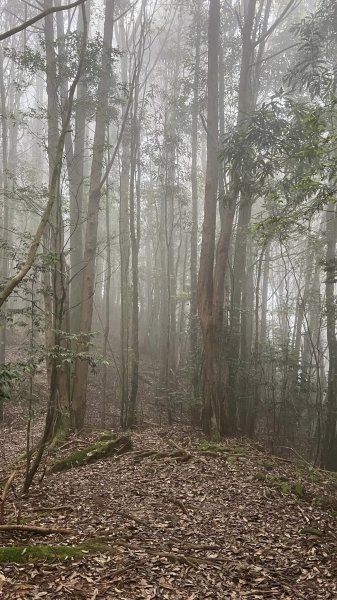 大板根+北坑山+東洗水山2551677