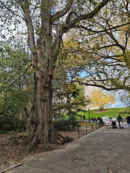 [紐約馬之行-11] 2025_1101 中央公園-畢士大露臺2945114