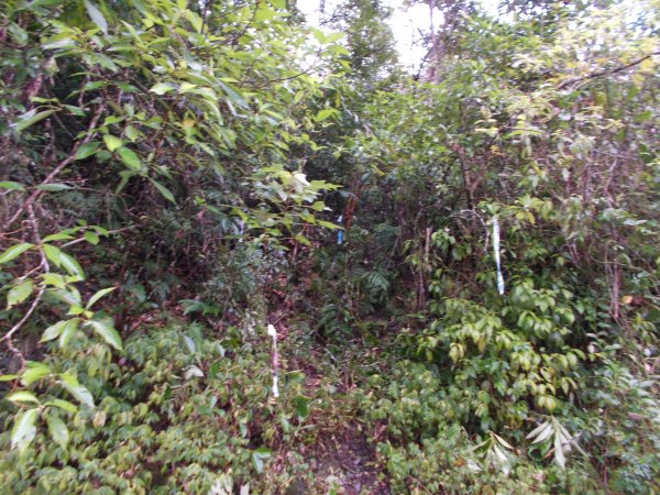 蕃社坑山連走鳳紗山隘勇線1107134