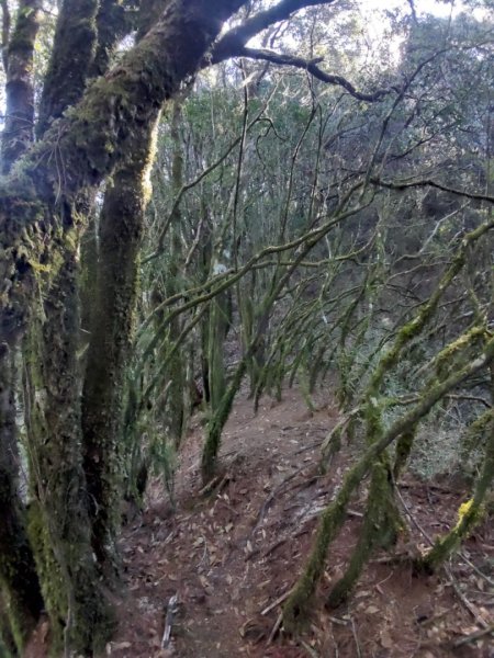 20240222特富野>>塔塔加   🧗塔特縱走⛰️2434765