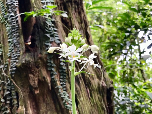 九芎根登山步道621587